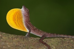 Norops polylepis  Golfo Dulce anole 