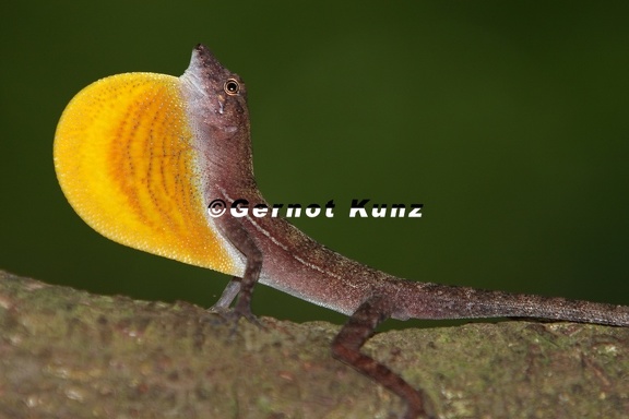 Norops polylepis  Golfo Dulce anole 