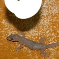 Hemidactylus garnotii  Indo-Pacific Gecko  Indopazifischer Hausgecko 3