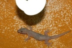 Hemidactylus garnotii  Indo-Pacific Gecko  Indopazifischer Hausgecko 3