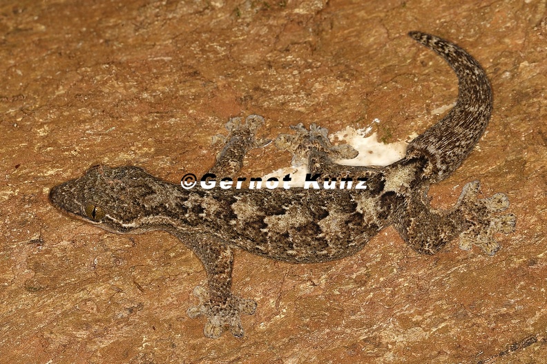Thecadactylus_rapicauda__Turnip-tail_gecko_1_2.jpg