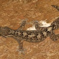 Thecadactylus rapicauda  Turnip-tail gecko 1 2