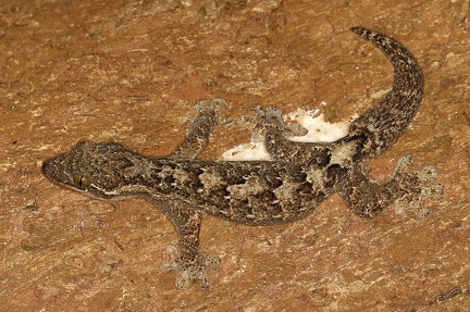 Thecadactylus rapicauda  Turnip-tail gecko 1 2
