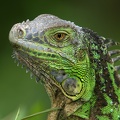 Iguana iguana  Green Iguana  Gr  ner Leguan Juv 2 2