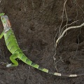 Iguana iguana  Green Iguana  Gr  ner Leguan Juv  1 2