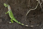 Iguana iguana  Green Iguana  Gr  ner Leguan Juv  1 2