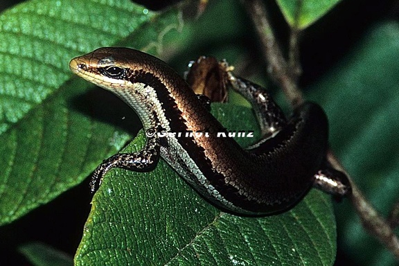 Marisora unimarginata  Bronze-backed Skink 1 1