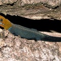 Gonatodes albogularis  Yellow headed Gecko  Gelbkopf Gecko 1 