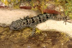 Gonatodes albogularis  Yellow headed Gecko  Gelbkopf Gecko W1 2