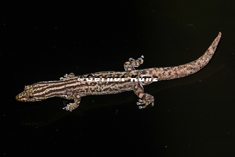 Sphaerodactylus_graptolaemus__Marked-Throated_Pigmy_Gecko_5_2.jpg