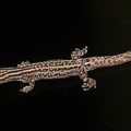 Sphaerodactylus graptolaemus  Marked-Throated Pigmy Gecko 5 2