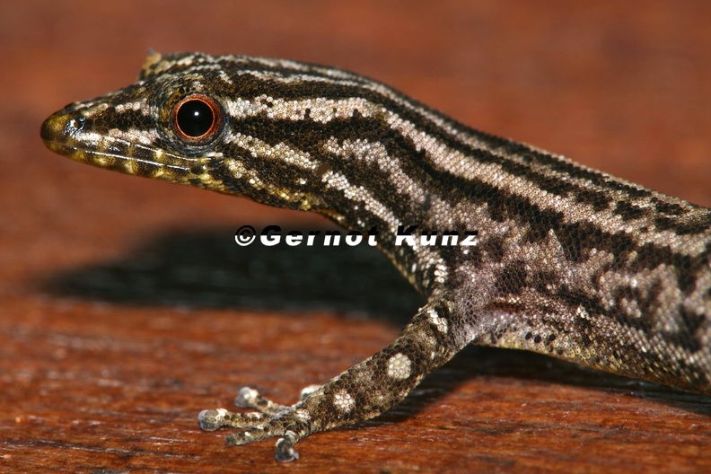Sphaerodactylus_graptolaemus__Marked-Throated_Pigmy_Gecko_9.jpg