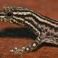 Sphaerodactylus graptolaemus  Marked-Throated Pigmy Gecko 9