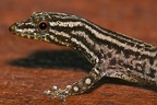 Sphaerodactylus graptolaemus  Marked-Throated Pigmy Gecko 9