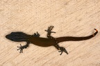 Sphaerodactylus millepunctatus  Spotted Pigmy Gecko  Kugelfingergecko 1 2