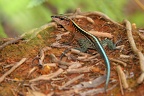 Ameiva festiva  Central American Whiptail  Blauschw  nzige Ameive 1 2