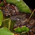 Boa constrictor  Boa 2 2v