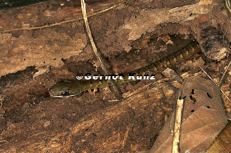 Dendrophidion_vinitor__Lowland_Forest_Racer_1_2.jpg