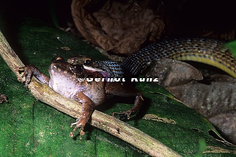 Dendrophidion vinitor Lowland Forest Racer 3 - Dendrophidion_vinitor__Lowland_Forest_Racer_3.jpg Dendrophidion_vinitor__Lowland_Forest_Racer_3.jpg