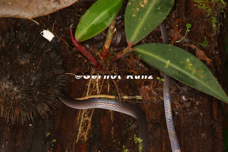 Enuliophis_sclateri__White-headed_snake_1.JPG