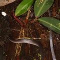 Enuliophis sclateri  White-headed snake 1