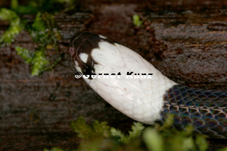 Enuliophis_sclateri__White-headed_snake_2.JPG
