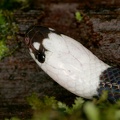 Enuliophis sclateri  White-headed snake 2