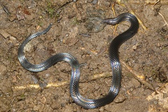 Geophis hoffmanni  Hoffmann s Earth Snake 1 2