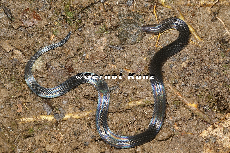 Geophis_hoffmanni__Hoffmann_s_Earth_Snake_1_2.jpg