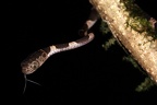 Imantodes cenchoa  Blunt-headed Tree Snake  Katzenaugennatter 17 2