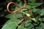 Imantodes cenchoa  Blunt-headed Tree Snake  Katzenaugennatter 5 1