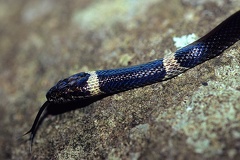 Leptodeira nigrofasciata  Black-banded Cat-eyed Snake 1 1