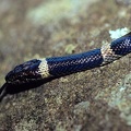 Leptodeira nigrofasciata  Black-banded Cat-eyed Snake 1 1