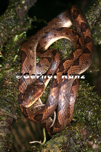 Leptodeira_septentrionalis__Northern_Cat-eyed_snake_6_2.jpg