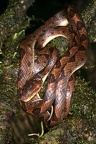 Leptodeira septentrionalis  Northern Cat-eyed snake 6 2