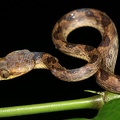 Leptodeira septentrionalis  Northern Cat-eyed snake 8