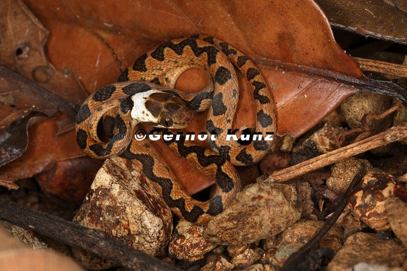 Leptodeira_septentrionalis__Northern_Cat-eyed_snake_Juv_1_2.jpg
