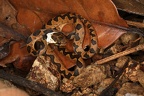 Leptodeira septentrionalis  Northern Cat-eyed snake Juv 1 2