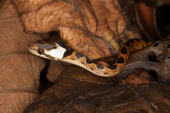 Leptodeira septentrionalis  Northern Cat-eyed snake Juv 3 2