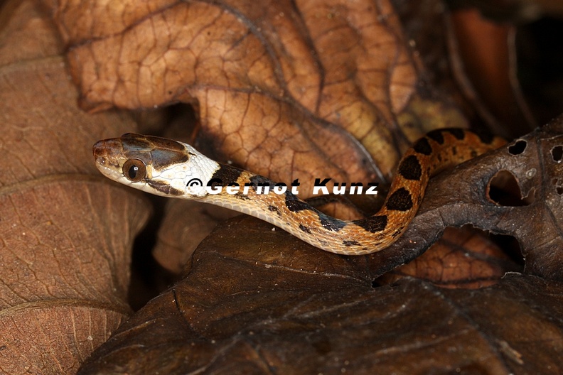 Leptodeira_septentrionalis__Northern_Cat-eyed_snake_Juv_3_2.jpg