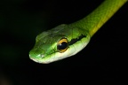 Leptophis ahaetulla  Green Parrot snake  Lora 8 2