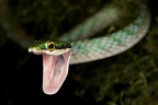 Leptophis riveti  Turquoise Parrot Snake 2 2