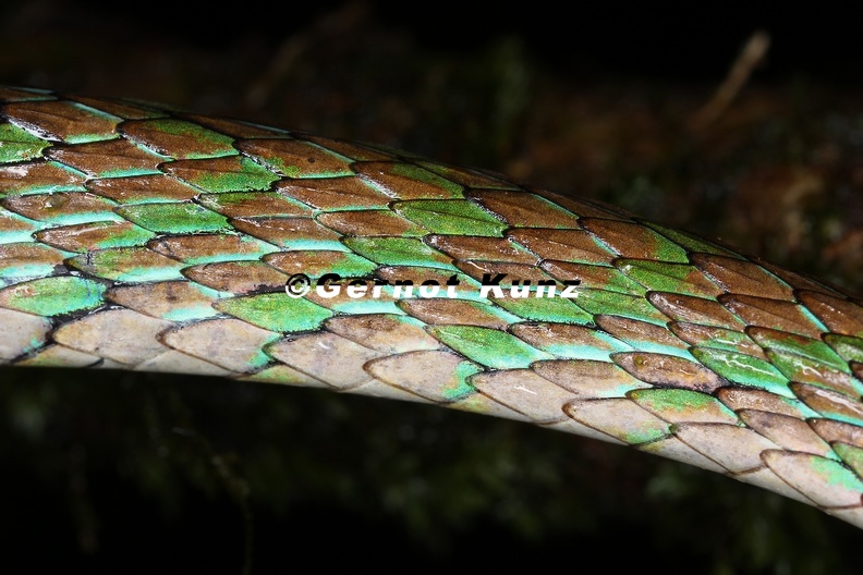 Leptophis_riveti__Turquoise_Parrot_Snake_3_2.jpg