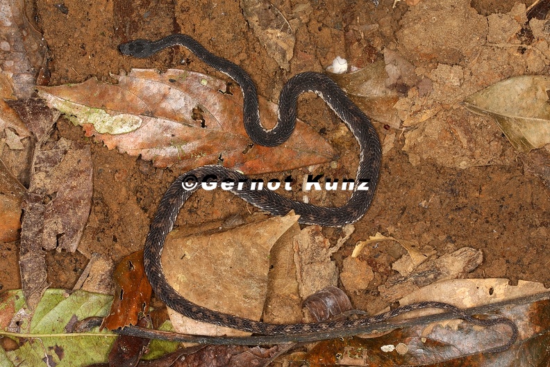 Nothopsis_rugosus__1_2.jpg