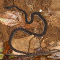 Nothopsis rugosus  1 2