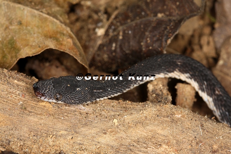 Nothopsis_rugosus__2_2.jpg