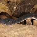Nothopsis rugosus  2 2