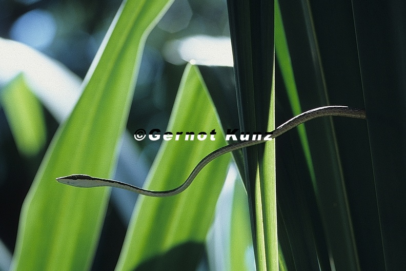 Oxybelis_aeneus__Brown_Vine_Snake__Erzspitznatter_1_1.jpg