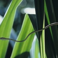 Oxybelis aeneus  Brown Vine Snake  Erzspitznatter 1 1