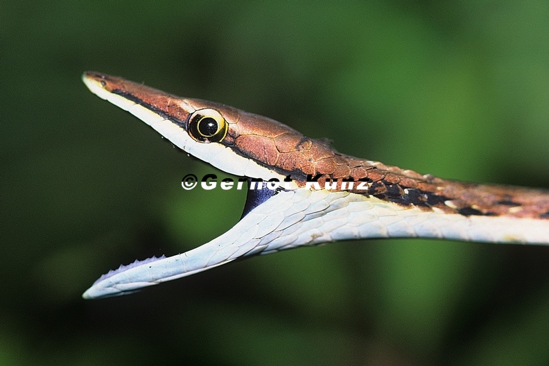 Oxybelis_aeneus__Brown_Vine_Snake__Erzspitznatter_8_1.jpg